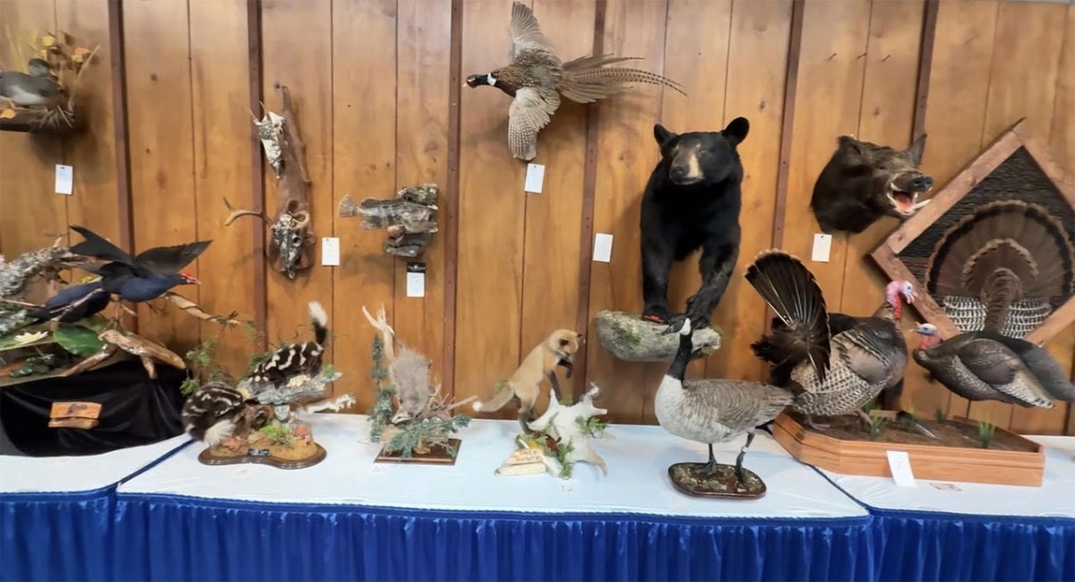 Taxidermy Competition