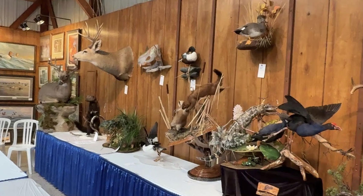 Taxidermy Competition