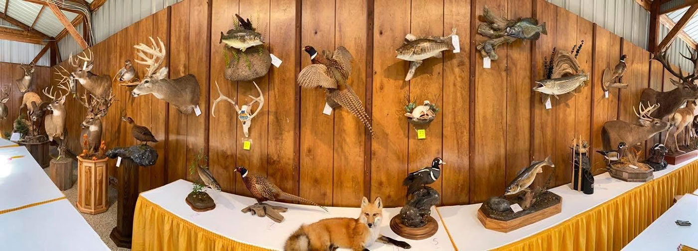 Taxidermy Competition